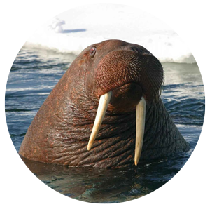 walrus-a
