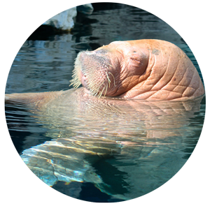 walrus-b | Walrus Ice Cream