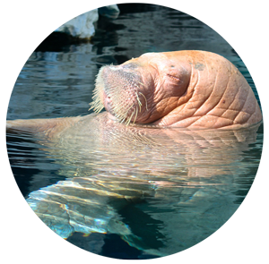 walrus-b